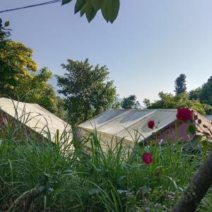 Rishikesh Camp Hamlet