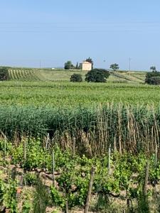 Mas L EPICURE- Charming Provence B&B, Apartment, Pool & Vines