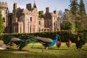 Luxury Woodland Lodge Retreat at Culdees Castle