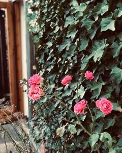 Gemütliche Bauernkate auf dem Hof Hospitalmühle