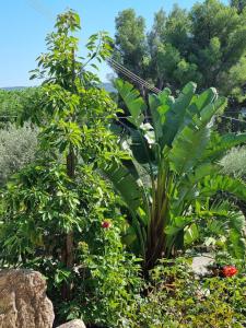 Elba-bella casa in Campagna, meraviglioso giardino, animali ammessi