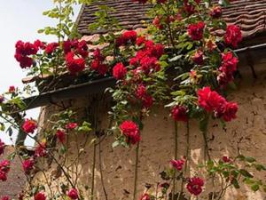 Maisons de vacances Charmante maison en pierre avec piscine privee, 8 personnes, proche des Bastides - FR-1-824-19 : Maison de Vacances