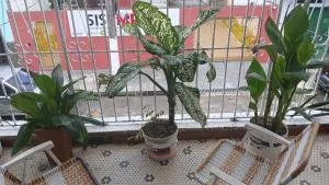 Recanto manas e manos - Moju