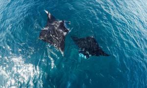 Manta Homestay - Raja Ampat