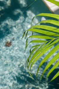 Treetop 2 - Scenic Bingin villa w master loft & sunrise views