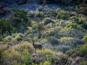 Daniels Kraal Guest Farm