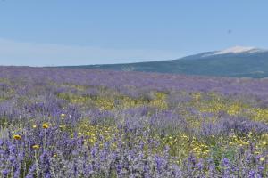 Maisons d'hotes Le Domaine de Piedmoure, Gites et chambres, piscine, terrasses privatives : photos des chambres
