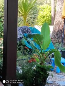 Campings Chalet Camping Les Vignes : photos des chambres