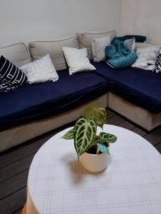 Maisons de vacances Ideal vieille Ville de Boulogne La Boulonnaise ! : photos des chambres