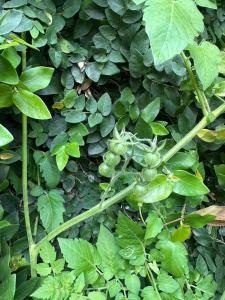 Rublom Resort Mae Taeng