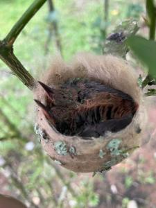 Papaya Wildlife Lodge