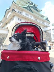 ペットも泊まれる小さなお宿虎凜Korin