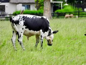 Rosetta Fields Country Lodge - Elandskop