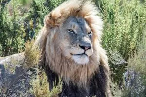 Mont Eco Game Reserve - Matjiesfontein