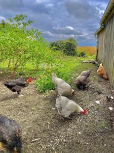 Gîte des Etourniaux