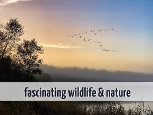 Gruppenunterkunft Wiesengeflüster S2 mit Wiesenblick, Sauna und Kamin