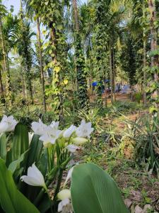 SafarnamaStays Homestay & Camping Warichora Meghalaya