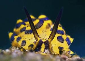 AoJing Diving Resort澳鲸潜水温泉店