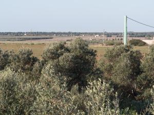 Villa Felline in 14000 qm großen Olivenhain