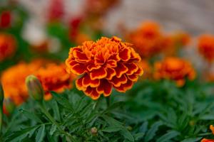 Paradise Dreams Menada Apartments