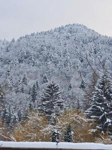 Căsuța dintre brazi