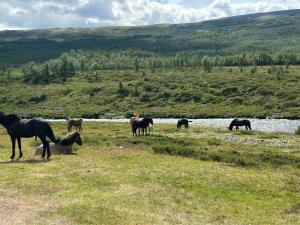 Koselig hytte med uthus på vakre Dovrefjell
