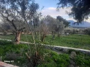 Ali dede - 奇拉茨利