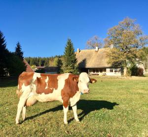 Chalets L-Annexe Apparthotel du Haut-Doubs, 4 etoiles : photos des chambres