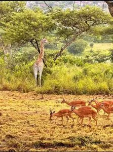 Elephant Villa - Kaapsehoop