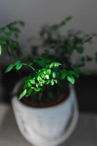 Mi casa es tu casa 104 img30