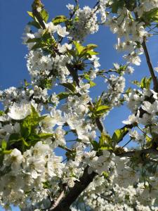 Amazing house from 1860 in central Sigtuna
