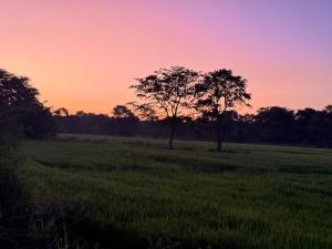 Serene Sigiriya