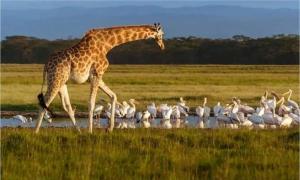 Homebase gardens hotel & safaris