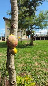 CasaAnacã Ecolounge