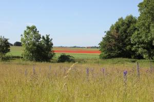 Guesthouse with sauna on Söderslätt