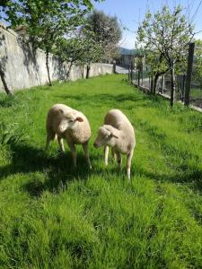 Casa dos Barros - Vitorino dos Piães