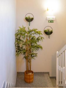 AL Restaurante A Lampreia