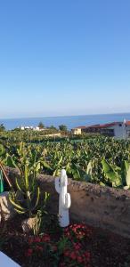 Sonnige Wohnung In Puerto De La Cruz Mit Pool