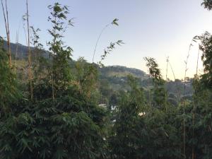 Lavender Hills Home Stay