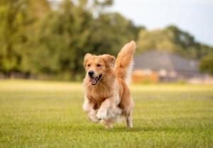 Cardiff-Kujukuri- - Vacation STAY 48755v - 3hvězdičkové hotely ve městě Kujukuri