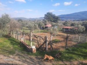 Ali dede kamp karavan bungalow