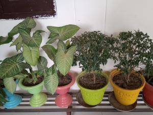 Aarti Home Stay Tapovan