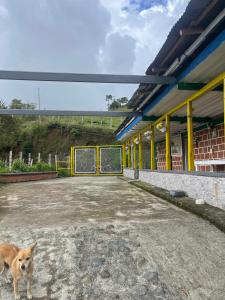 Coffee Tour, Colombia Aranzazu Caldas- Andean Motmot coffee