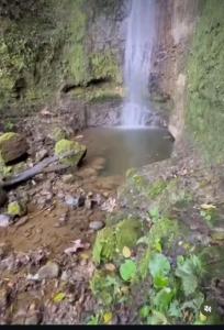 Coffee Tour, Colombia Aranzazu Caldas- Andean Motmot coffee