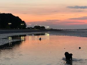 Dog Friendly Apartment with Sea Views