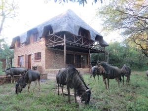 Rafikis Safari at Kruger