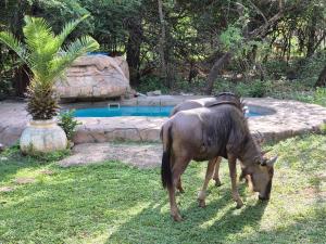 Rafikis Safari at Kruger