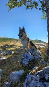 La tana del lupo Pet Free - Favischio