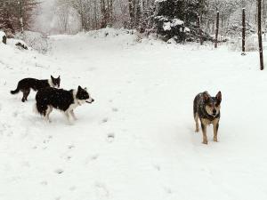 Maisons de vacances La Bergerie des Volcans - DogFriendly : photos des chambres