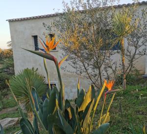 Appartements U caseddu di Monacia : photos des chambres